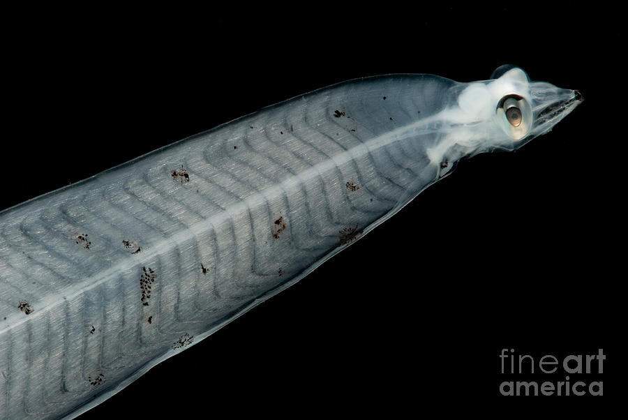 Zooplankton Photograph - Leptocephalus Larva #4 by Dant Fenolio