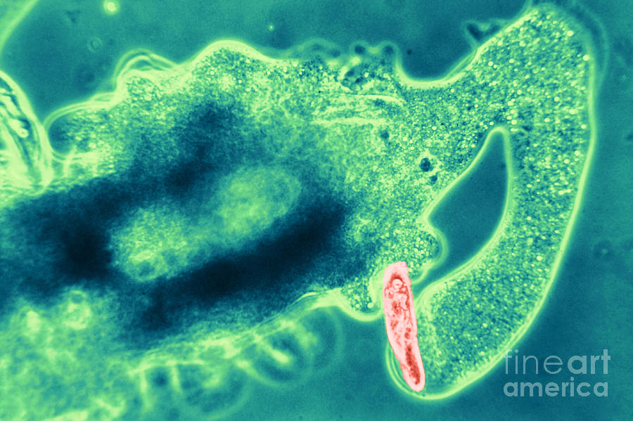 Light Micrograph Of Amoeba Catching #4 Photograph by Eric V. Grave