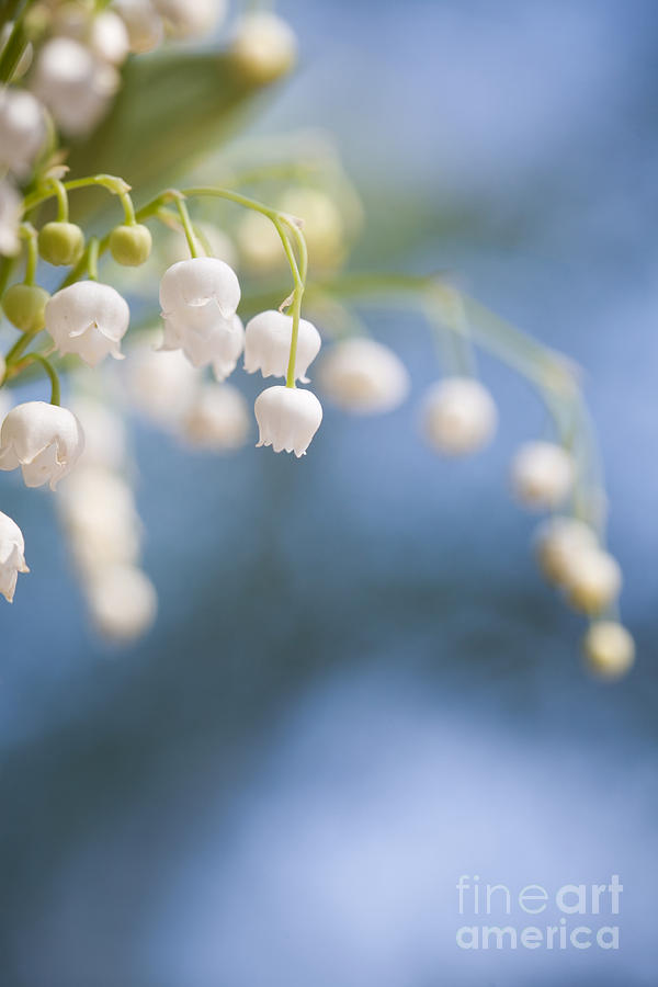 Lily of the valley #4 Photograph by Kati Finell