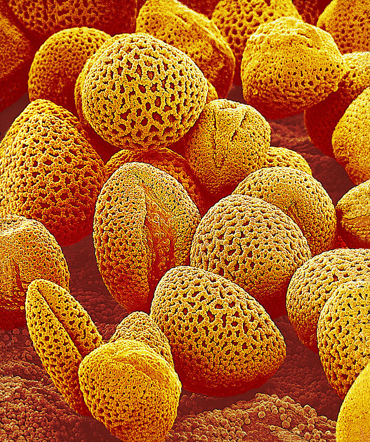 lily-pollen-sem-photograph-by-susumu-nishinaga-fine-art-america