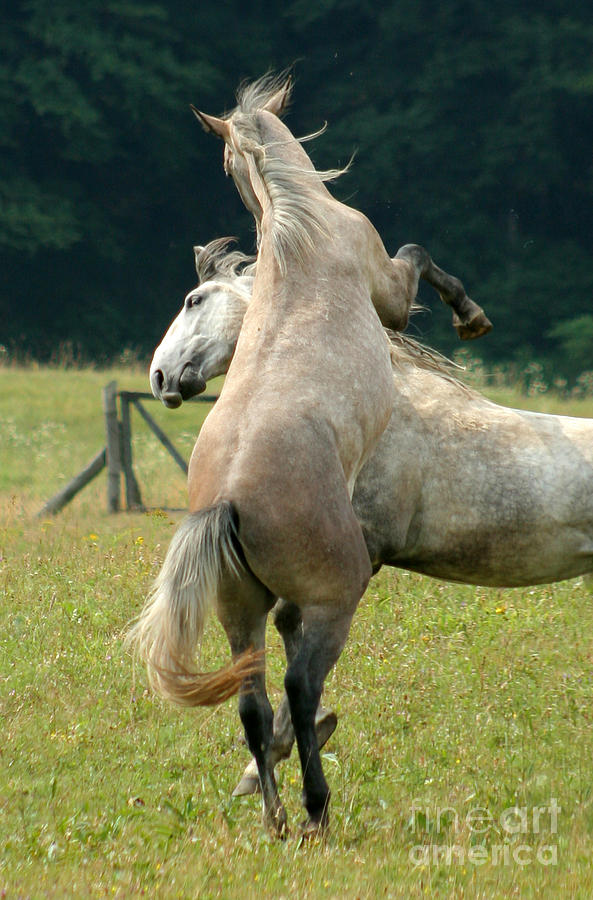 Horse Photograph - Lipizzan Horses #4 by Ang El