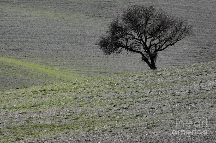 Lonely tree #4 Photograph by Mats Silvan