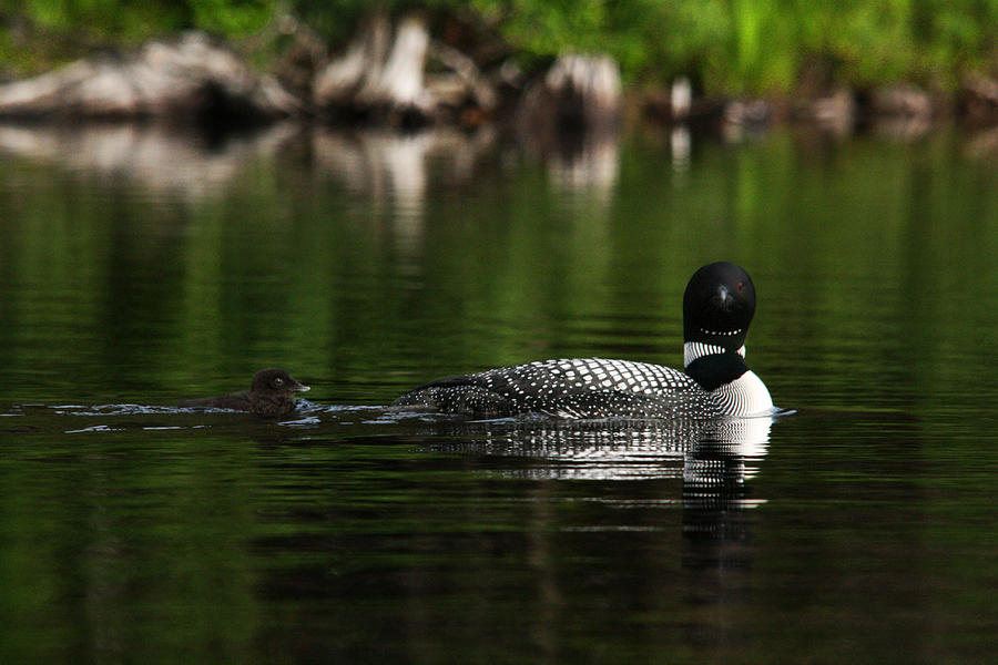 Loon and New Born Chick #4 Photograph by Benjamin Dahl