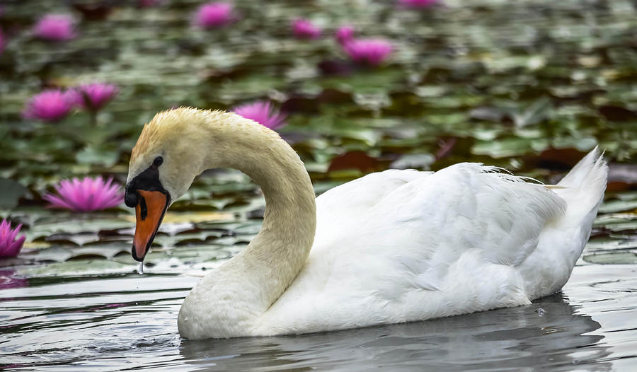 Lotus Swan Photograph by Brian Stevens - Fine Art America