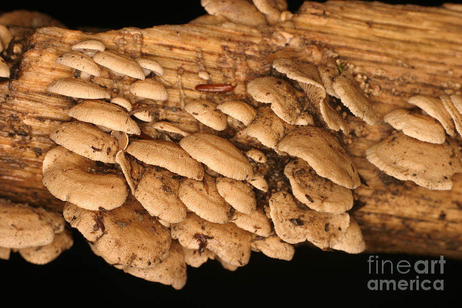 Luminescent Mushroom Panellus Stipticus #4 Photograph by Ted Kinsman