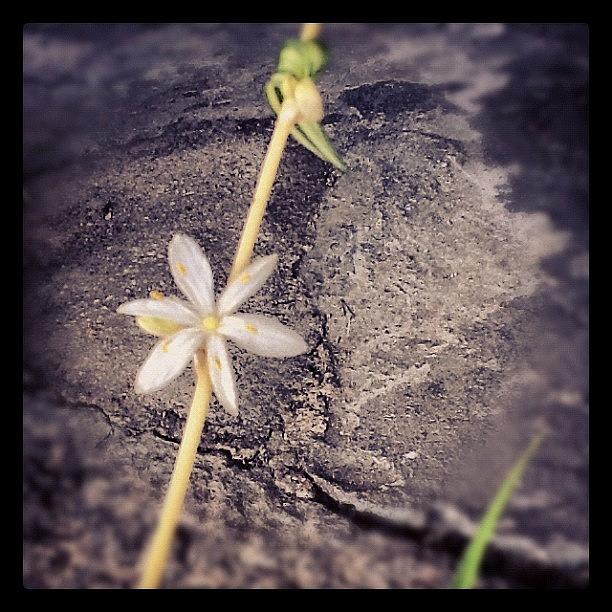 Flower Photograph - #macromania #macro_flower #4 by Christina Pabustan