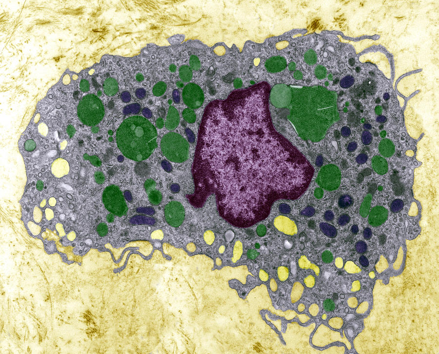 Macrophage Photograph - Macrophage Cell, Tem #4 by Steve Gschmeissner