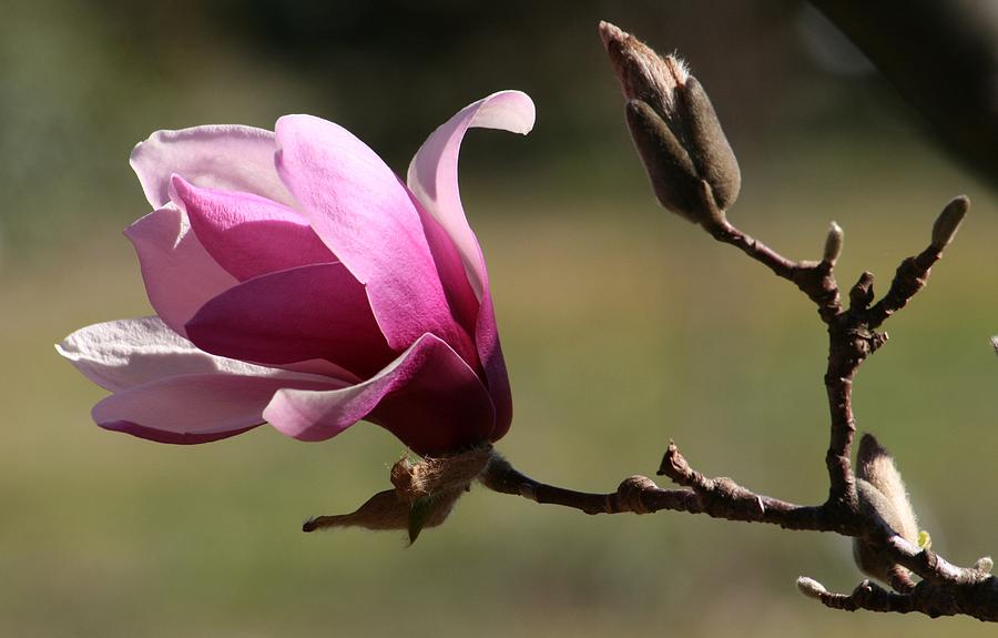 Nature Photograph - Magnolia World Of Beauty #4 by Valia Bradshaw