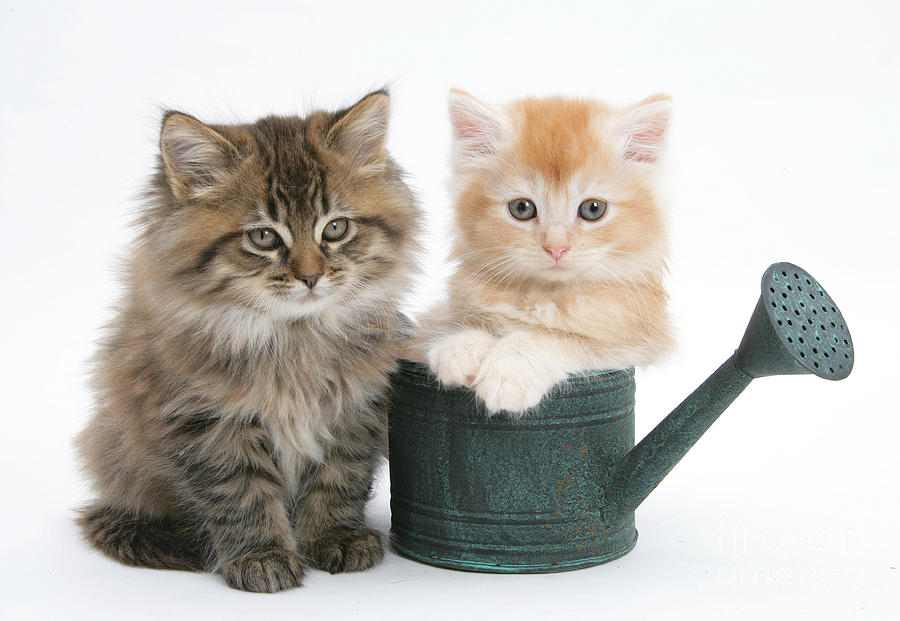 Animal Photograph - Maine Coon Kittens #4 by Mark Taylor