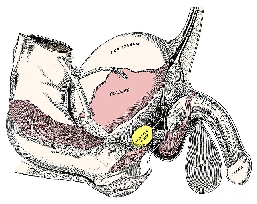 Male Genitourinary System Photograph By Science Source