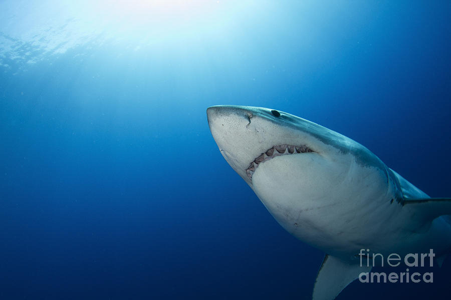Male Great White Shark, Guadalupe #4 Photograph by Todd Winner