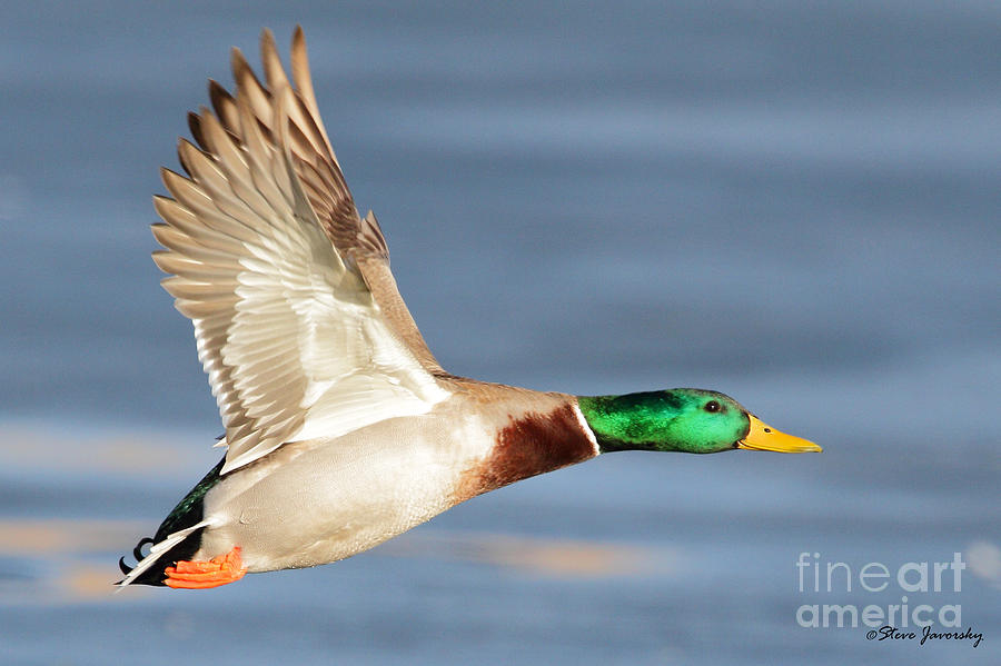 Male Mallard Duck in Flight #4 Photograph by Steve Javorsky