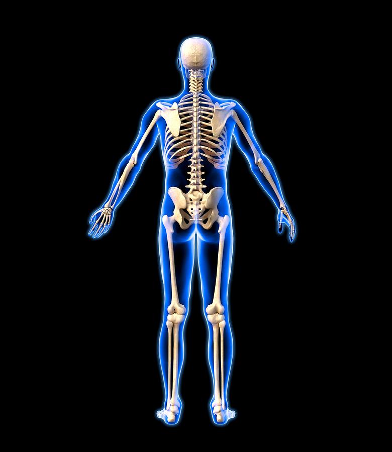 Ткань скелета человека. Скелет человека синий. Скелет человека с синими глазами.