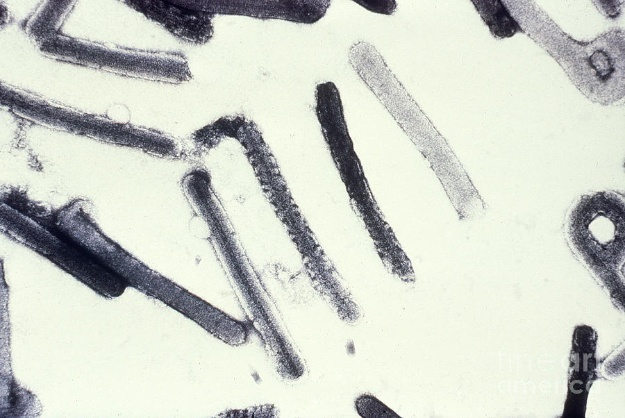 Marburg Virus, Tem #4 Photograph by Science Source