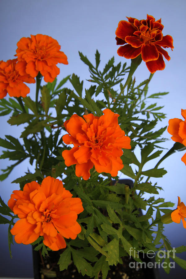 Marigolds #4 Photograph by Photo Researchers, Inc.