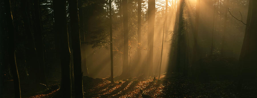 Misty autumn forest #6 Photograph by Ulrich Kunst And Bettina Scheidulin
