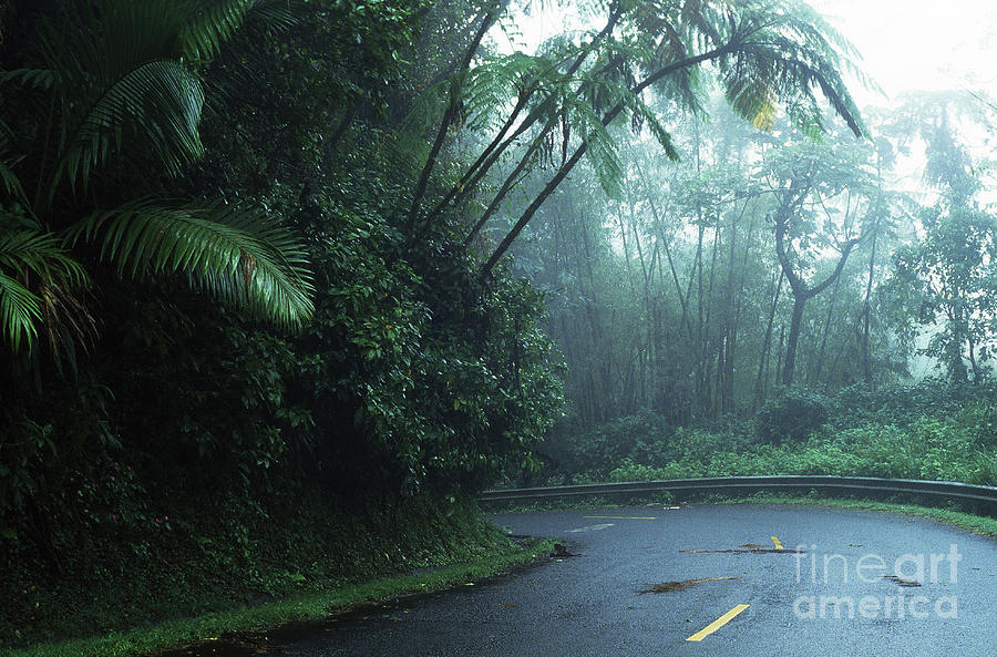 Misty Rainforest El Yunque Photograph