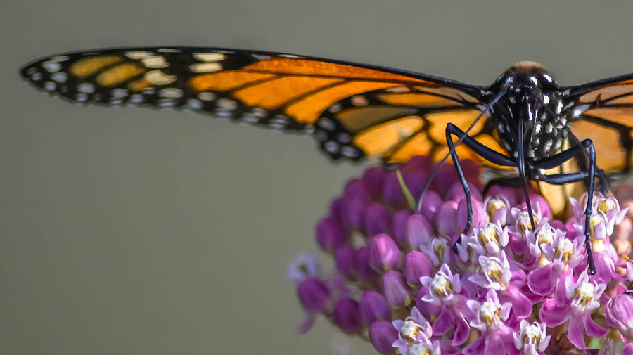 Monarch Butterfly #4 Photograph by Brian Stevens