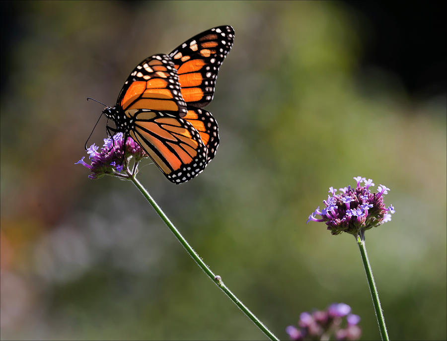 Monarch Butterfly #4 Photograph by Robert Ullmann
