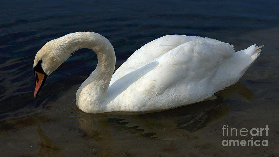 Mute Swan #4 Photograph by Mareko Marciniak