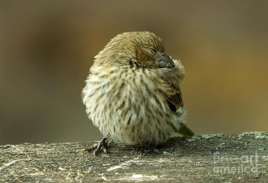 Bird Photograph - Nap time #4 by Lori Tordsen