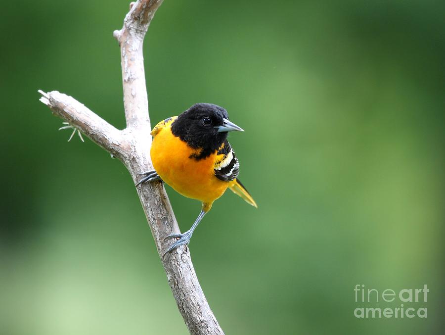 Northern Baltimore Oriole #4 Photograph by Jack R Brock