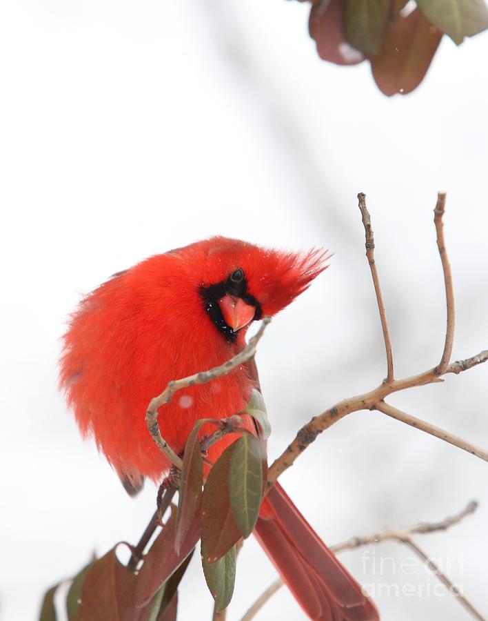Northern Cardinal #4 Photograph by Jack R Brock