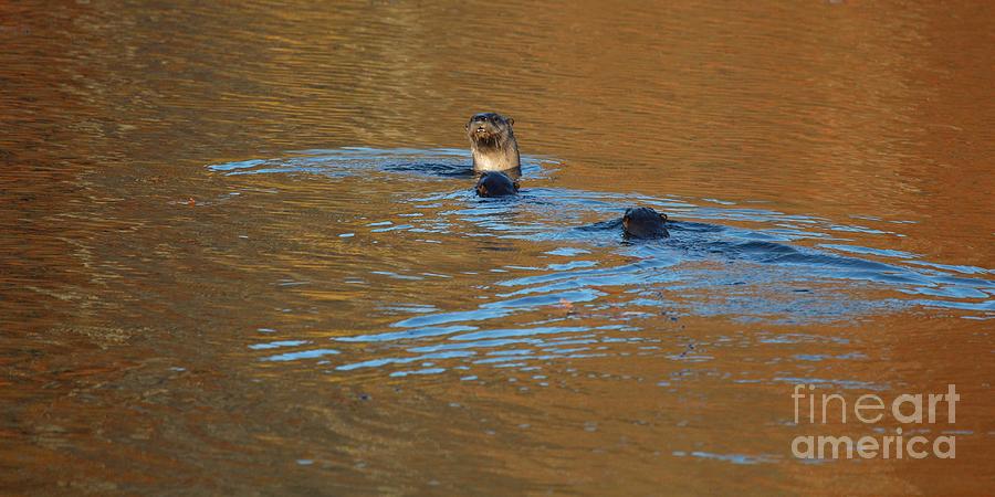 Northern River Otter #4 Photograph by Jack R Brock