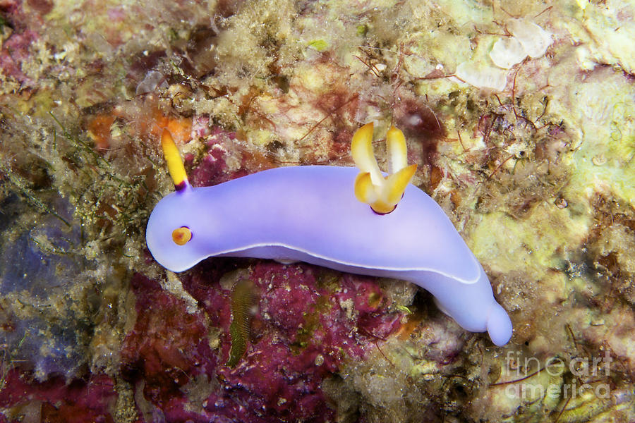 Nudibranch Feeding On Algae, Papua New #4 Photograph by Terry Moore