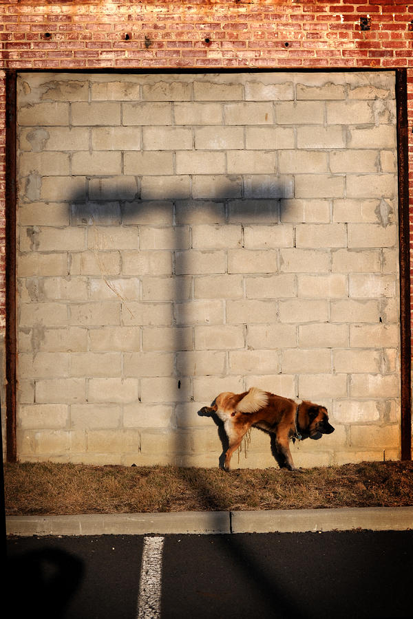 Dog Photograph - 4 Oclock Spot by Frank DiGiovanni