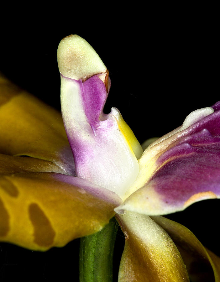Orchid Flower Bloom #4 Photograph by C Ribet