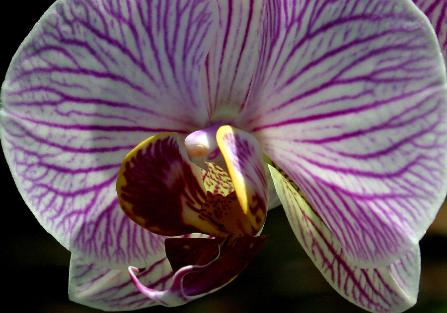 Orchid Flower #4 Photograph by C Ribet