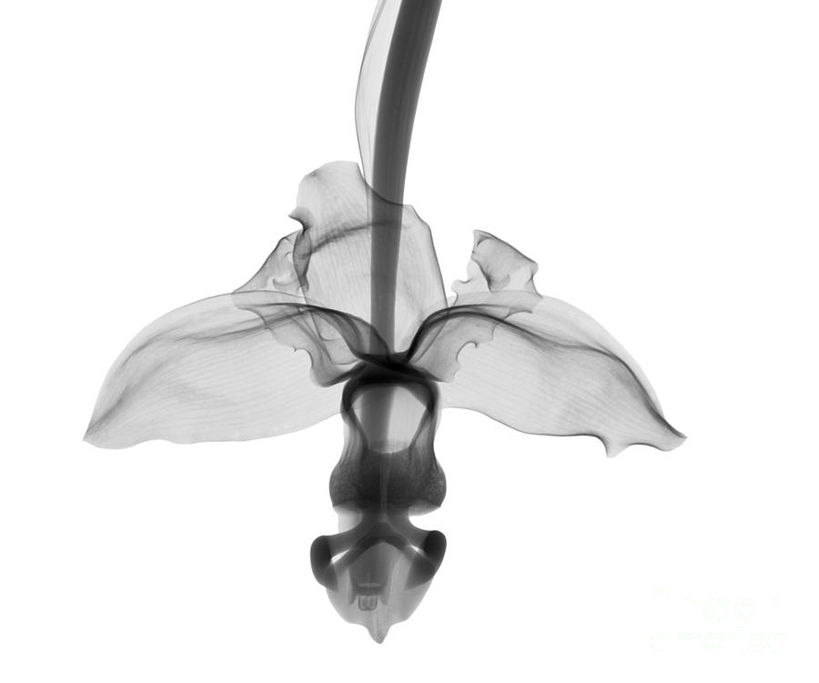 Orchid Flower #4 Photograph by Ted Kinsman