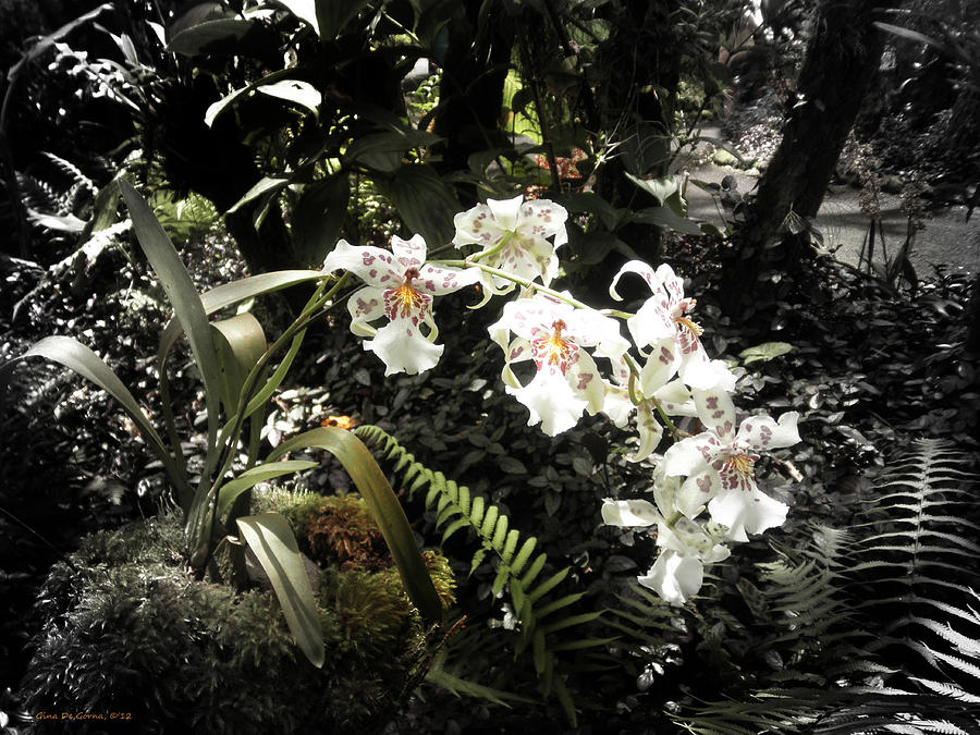 Orchids #4 Photograph by Gina De Gorna