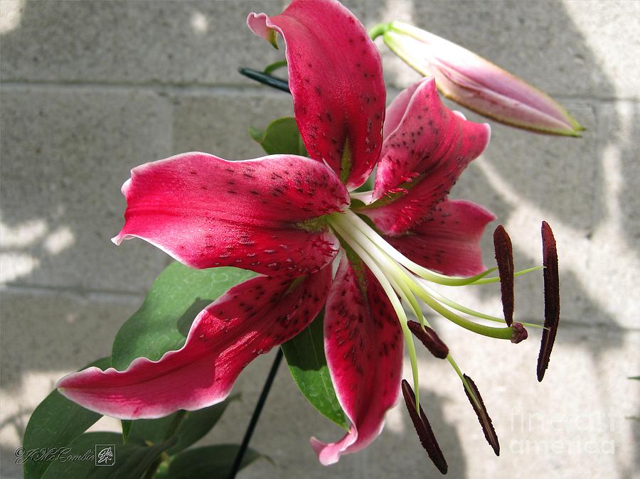 Orienpet Lily named Scarlet Delight #4 Photograph by J McCombie