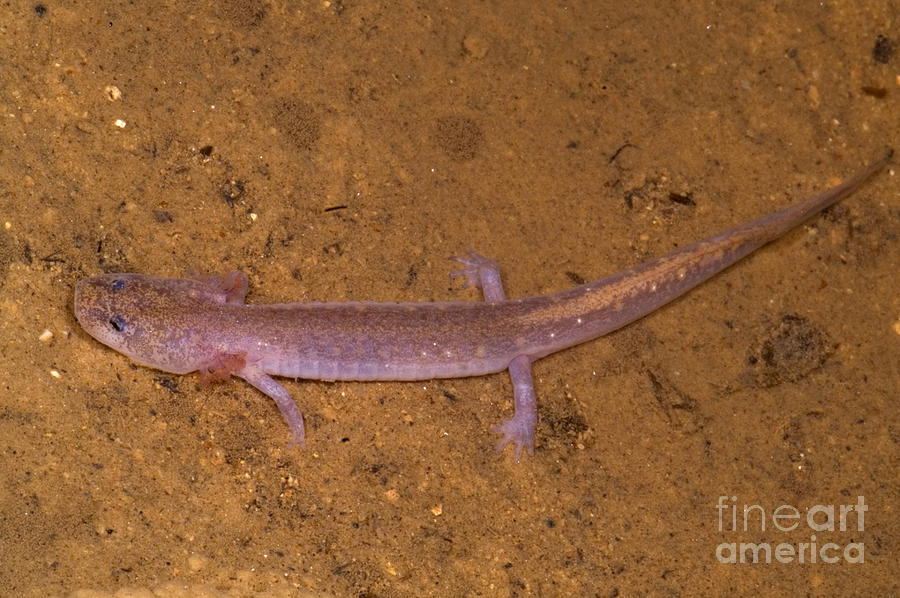 Wildlife Photograph - Ozark Blind Cave Salamander #4 by Dante Fenolio