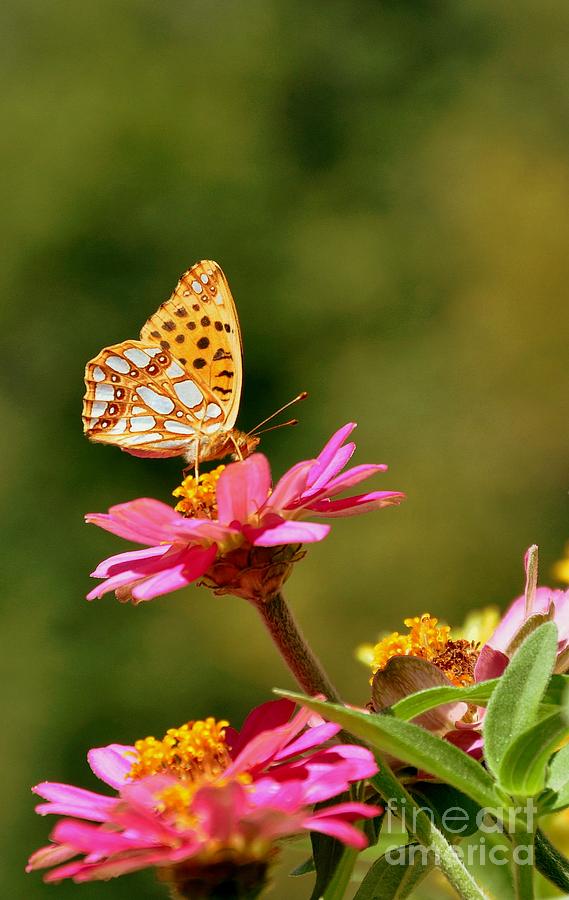 Papillon #4 Photograph by Sylvie Leandre