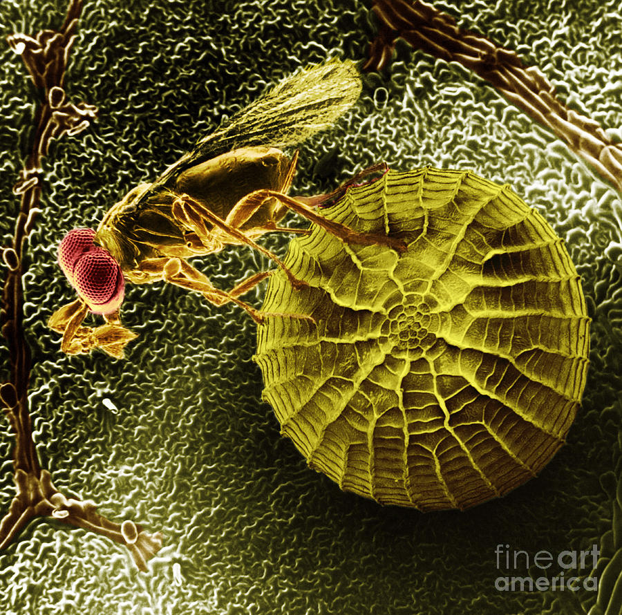 Parasitic Wasp With Egg #4 Photograph by Science Source