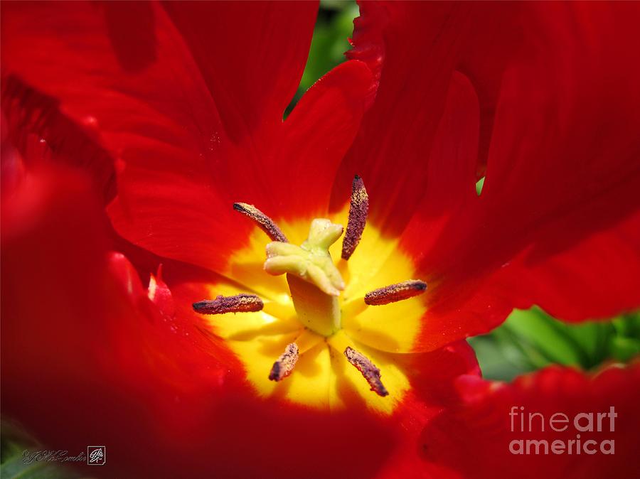 Nature Photograph - Parrot Tulip named Rococo #4 by J McCombie