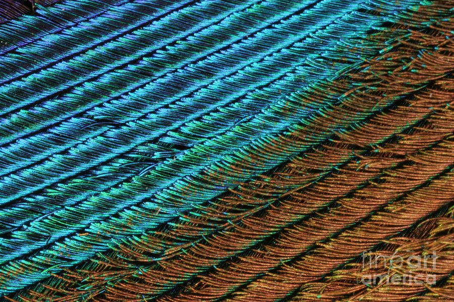 Peacock Feather #4 Photograph by Ted Kinsman