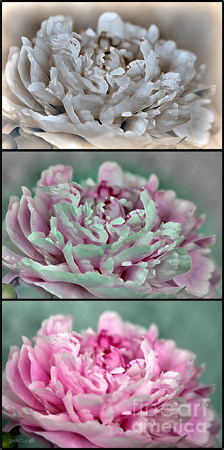 Peony named Shirley Temple #4 Digital Art by J McCombie