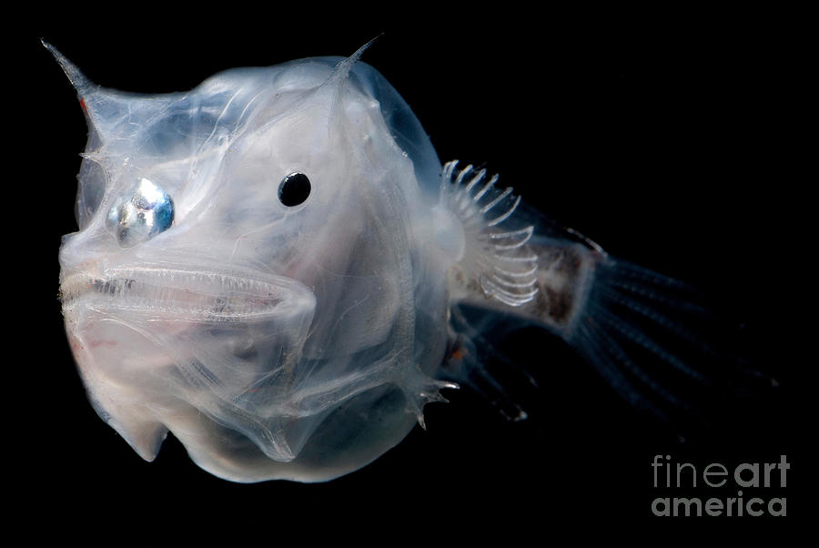 Phantom Anglerfish #2 Photograph by Dante Fenolio