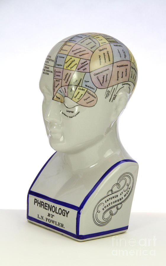 Phrenological Model #4 Photograph by Photo Researchers, Inc.