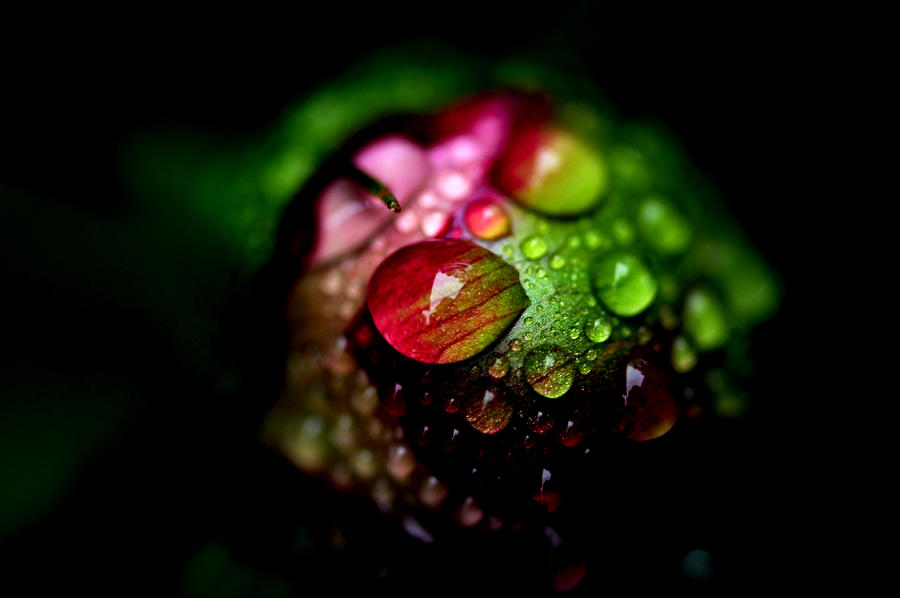 Flowers Still Life Photograph - Pianese Flower #4 by Frank DiGiovanni