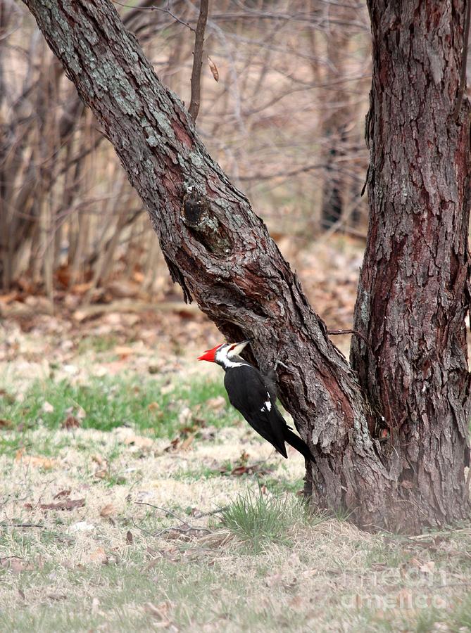Pileated Woodpecker #4 Photograph by Jack R Brock