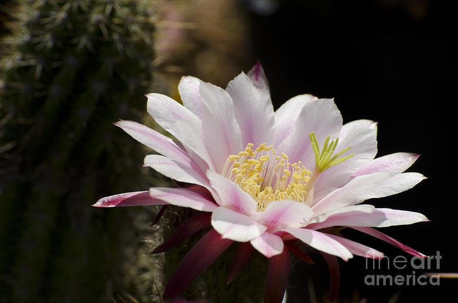 Flowers Still Life Photograph - Pink cactus flower #4 by Jim And Emily Bush