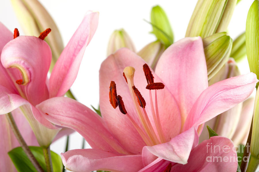 Lily Photograph - Pink Lilies #4 by Nailia Schwarz
