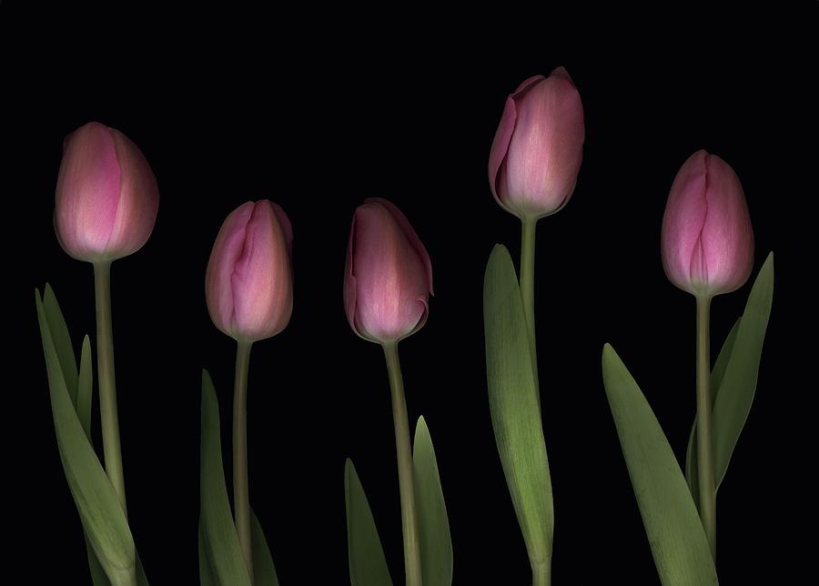 Pink Tulips #4 Photograph by Deddeda