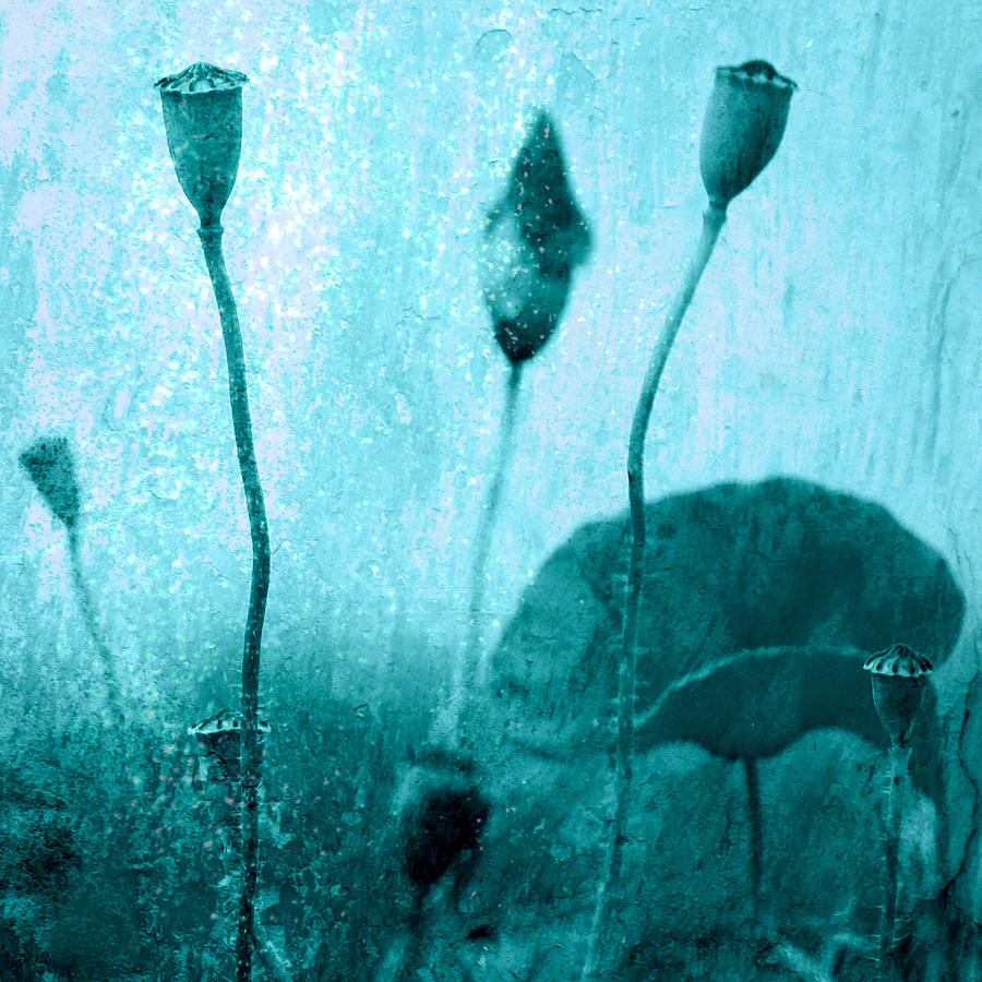 Mohn Photograph - Poppy Art Image by Falko Follert Mohn Photograph - Poppy Art Image by Falko Follert