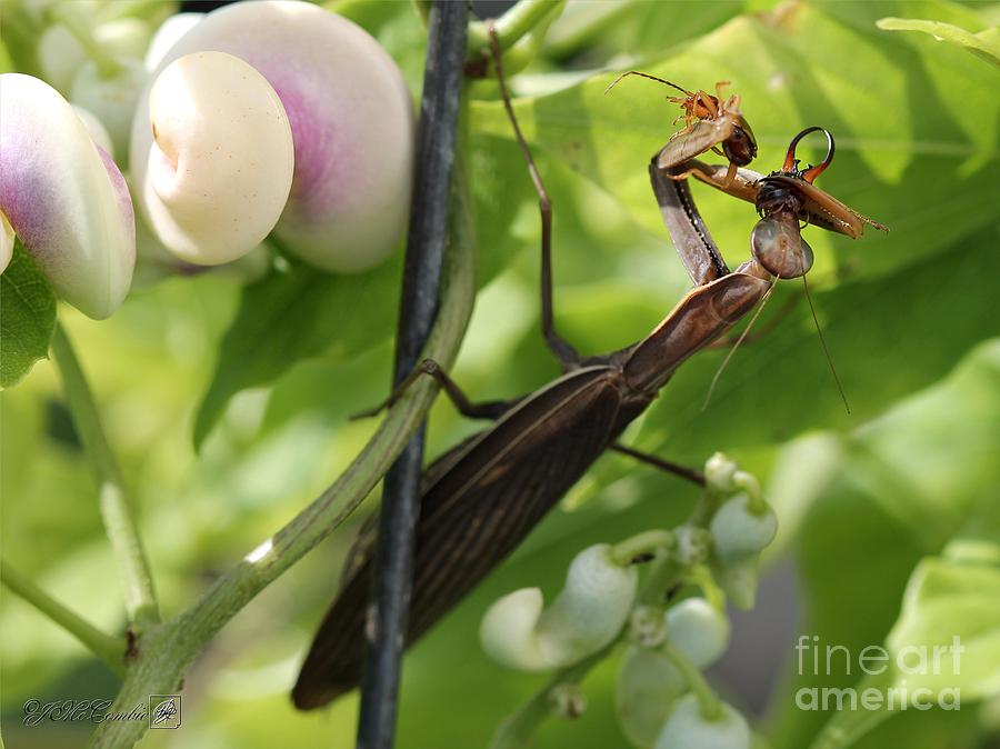 Praying Mantis #5 Photograph by J McCombie